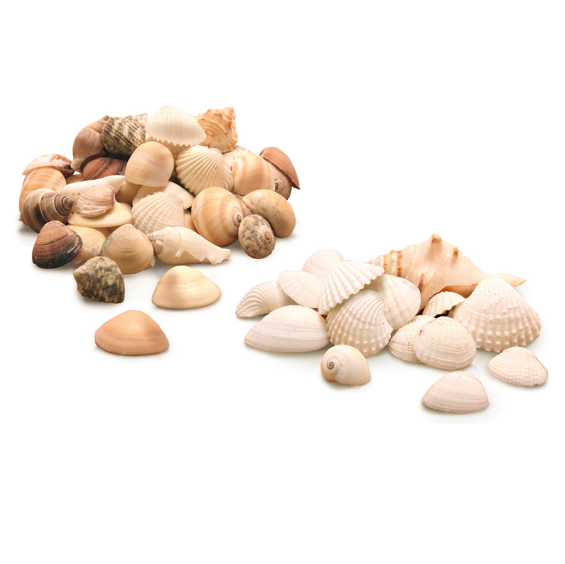assortment of white seashells and natural color seashells for crafts