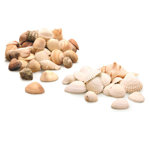 assortment of white seashells and natural color seashells for crafts
